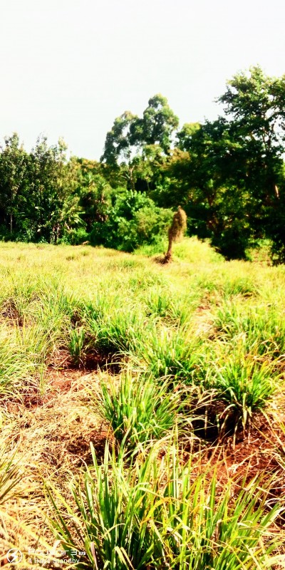 Lemon grass from Kenya