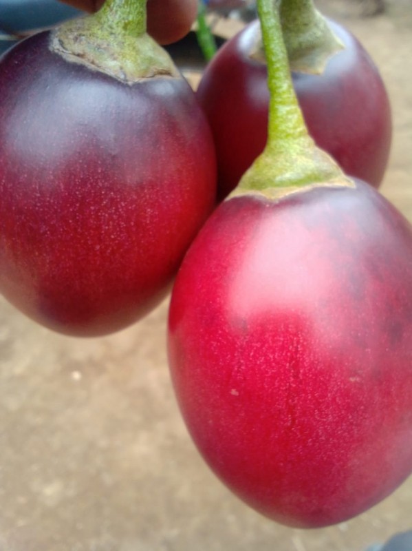 Tree tomato from Kenya