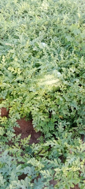 Watermelon from Kenya