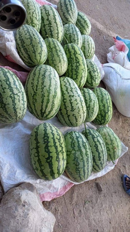 Water Melon from Kenya