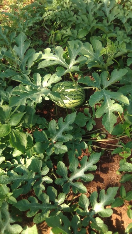 Sukari F1 Watermelon from Kenya