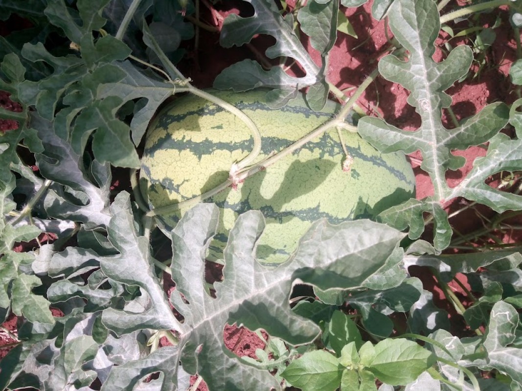 WaterMelon from Kenya