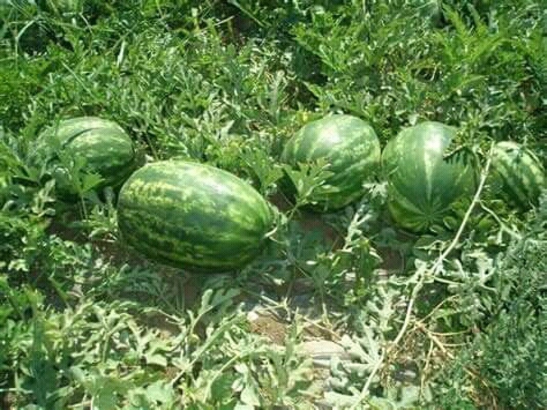 Watermelon from Kenya