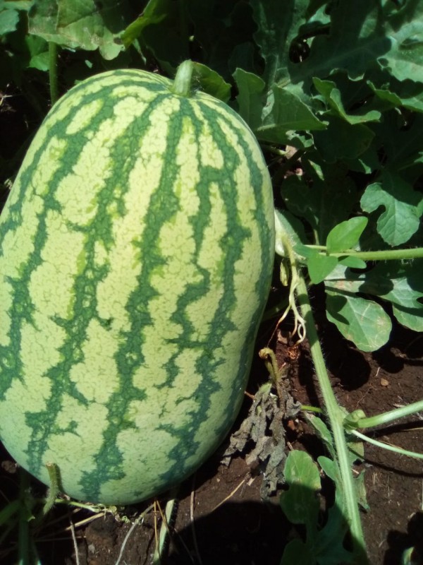 Sukari F1 Watermelons from Kenya