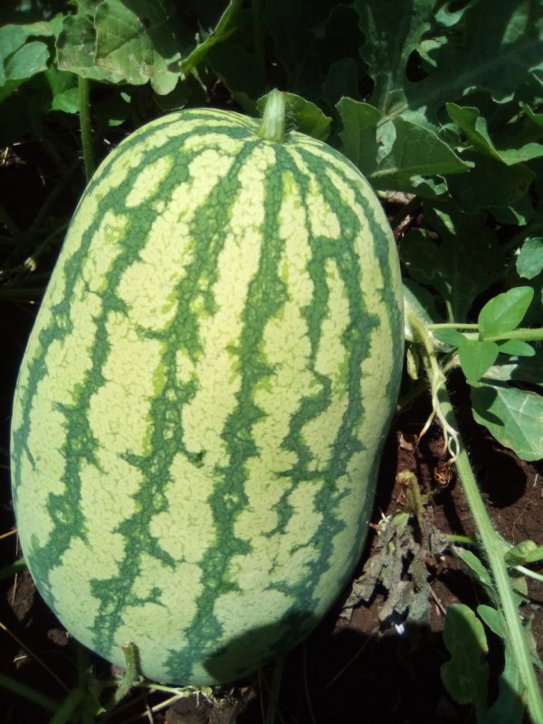 Sukari F1 Watermelons from Kenya