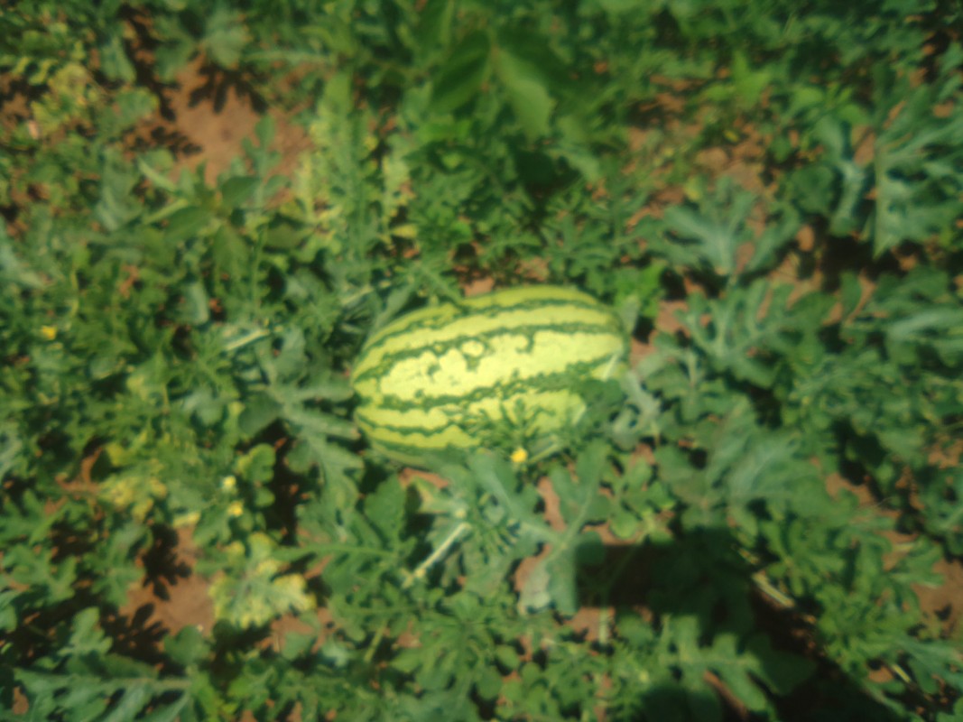 Watermelon 🍉 sukari F1. from Kenya