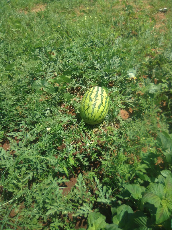 Watermelon 🍉 sukari F1 from Kenya