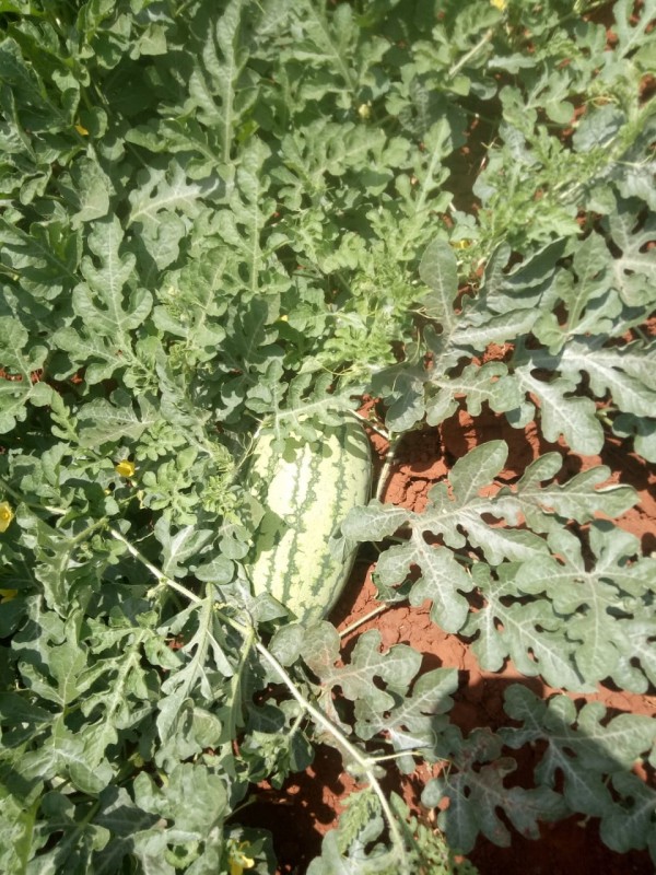 Watermelon Maridadi from Kenya