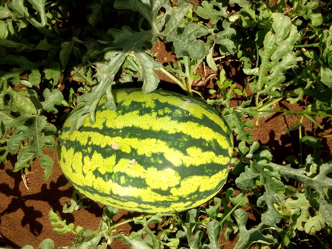 Watermelon from Kenya