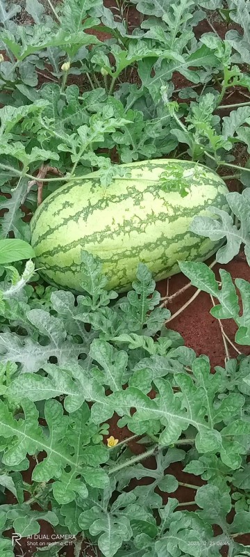 Watermelon π from Kenya