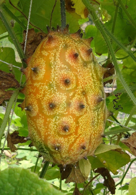 Thorn melon(kiwano fruit) from Kenya
