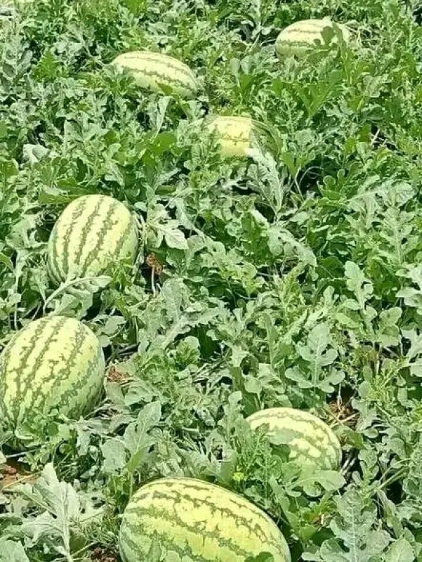 Fresh watermelon from Kenya