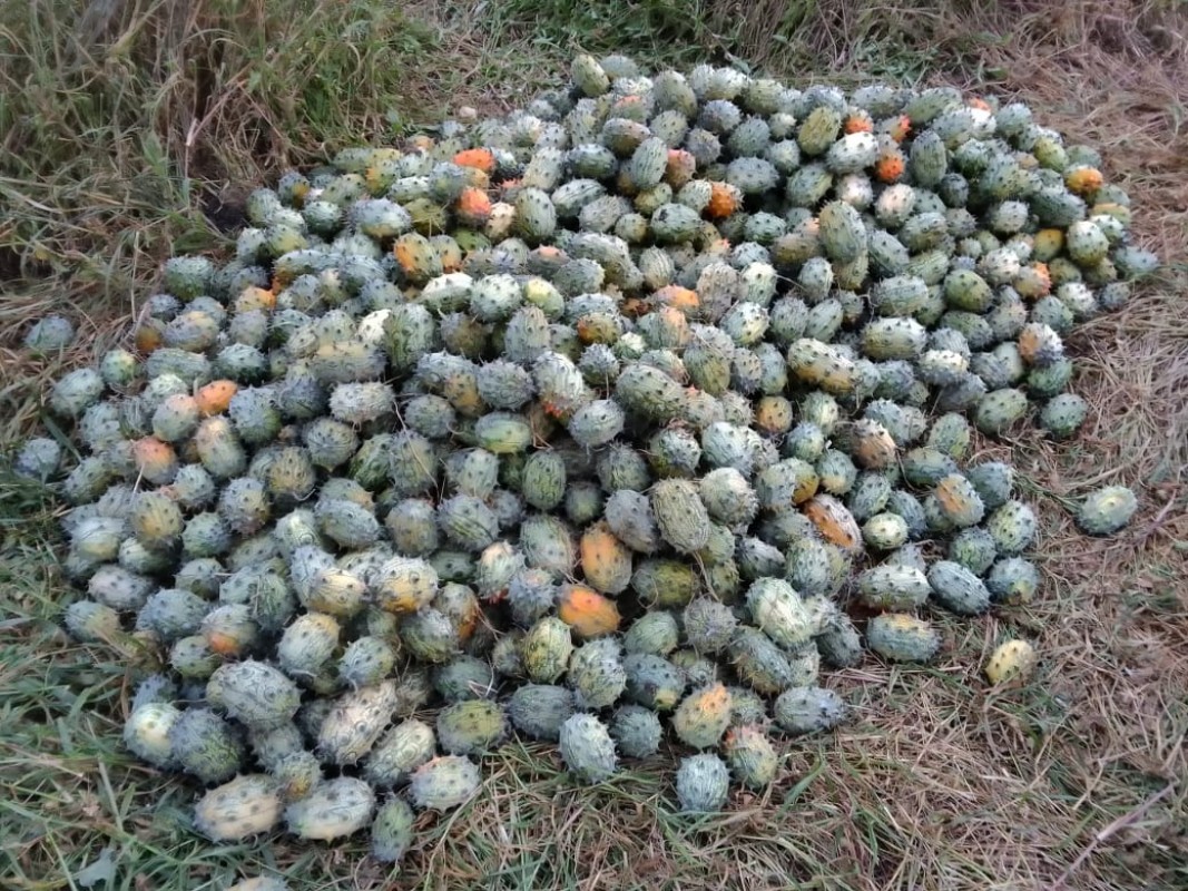 Thorn Melon from Kenya