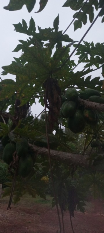 Papaya from Kenya