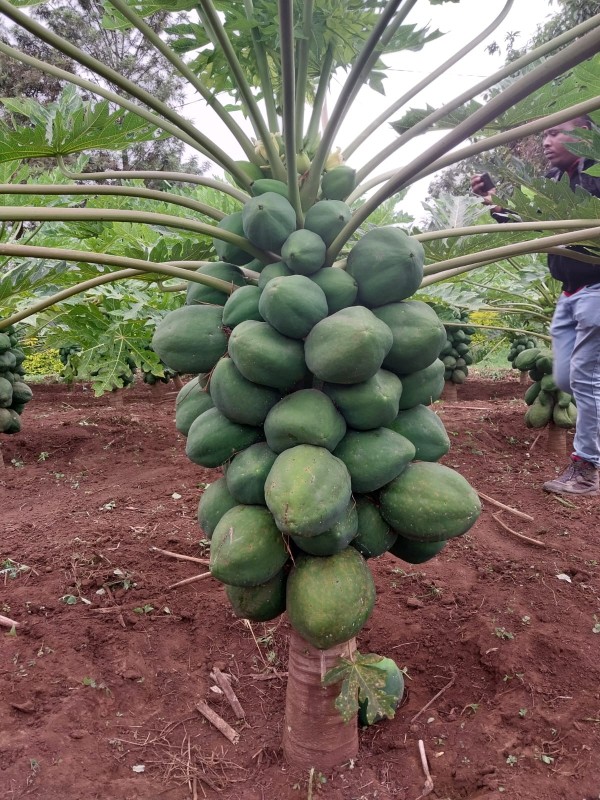 Papaya/Pawpaw fruit from Kenya