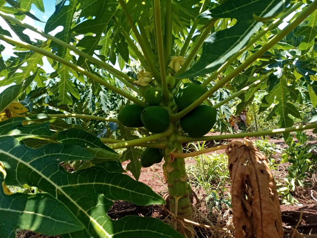 Pawpaw looking for mark from Kenya