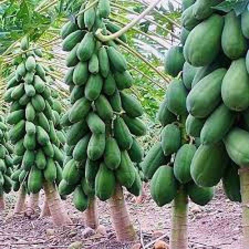 Pawpaw from Kenya