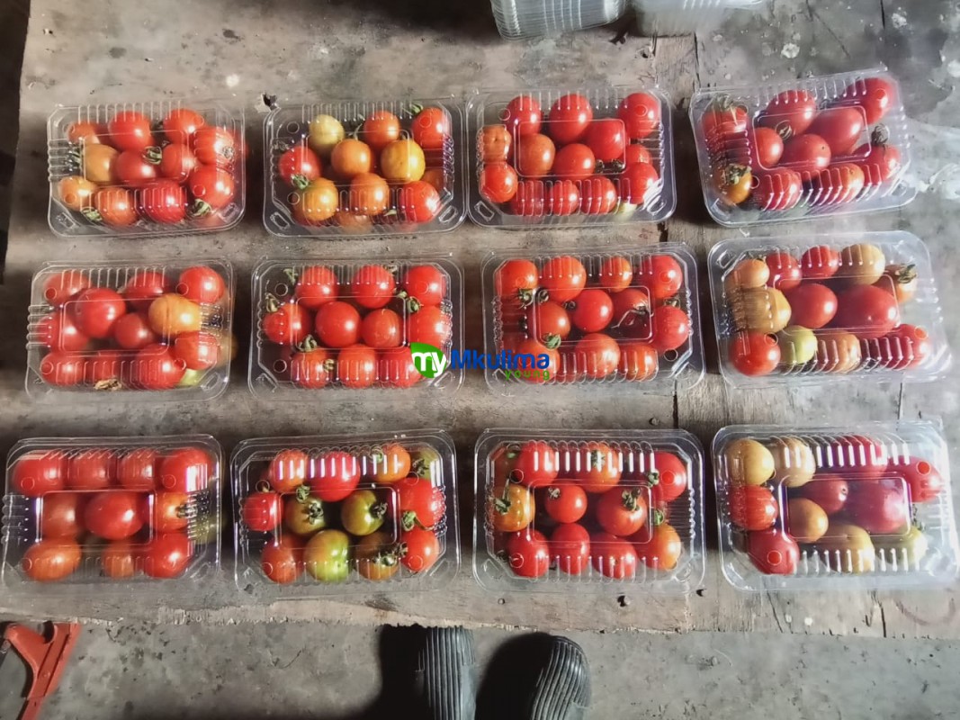 Cherry tomato round variety SW from Kenya