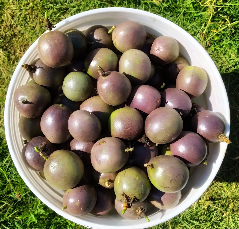 Fresh purple passion fruits from Kenya