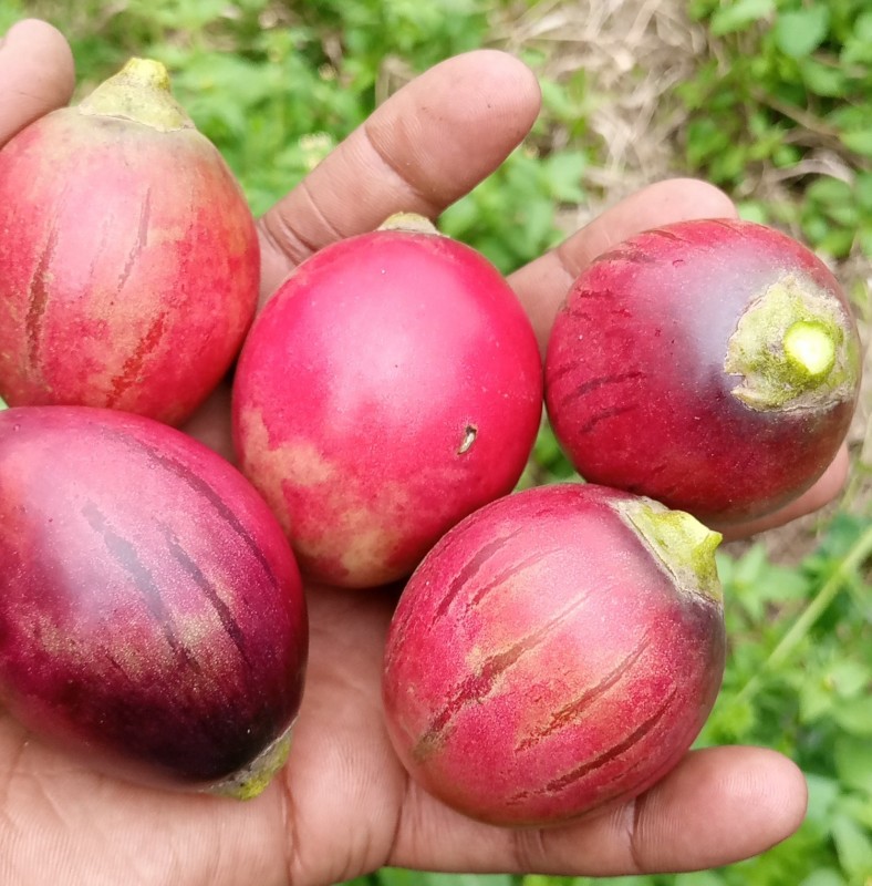 tomatoes trees from Kenya