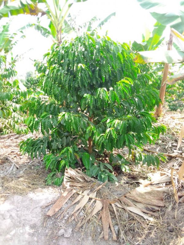 Coffee parchment from Kenya