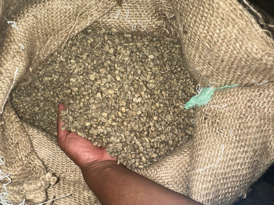 Green coffee beans from Kenya
