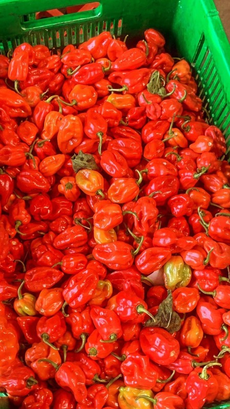 Red Habanero Sativa from Kenya