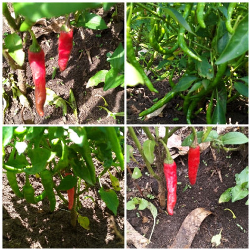 Long cayenne chillies from Kenya