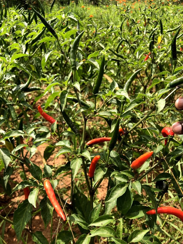 Chillies from Kenya