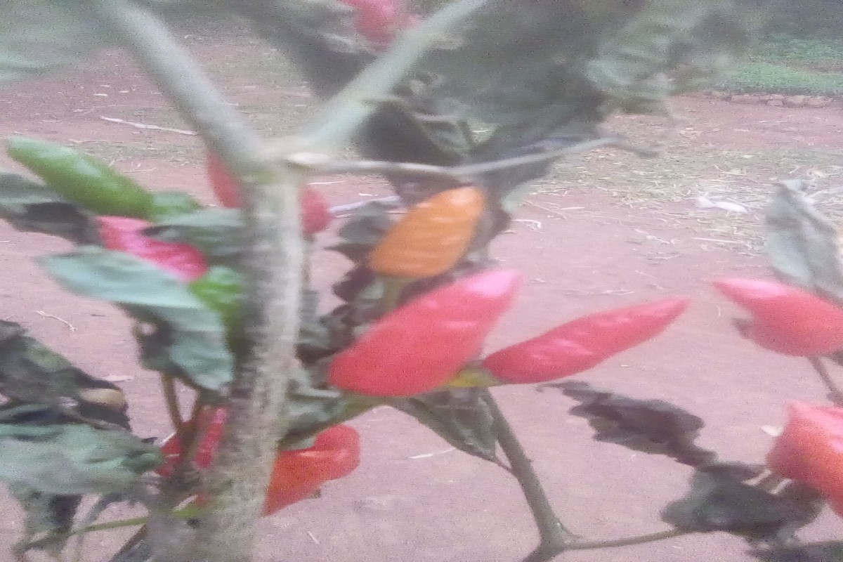 Pimenta picante from Quénia