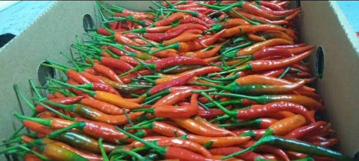 Bird's Eye Chilies from Kenya from Kenya