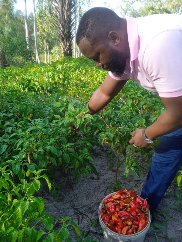 Habanero pepper from Kenya