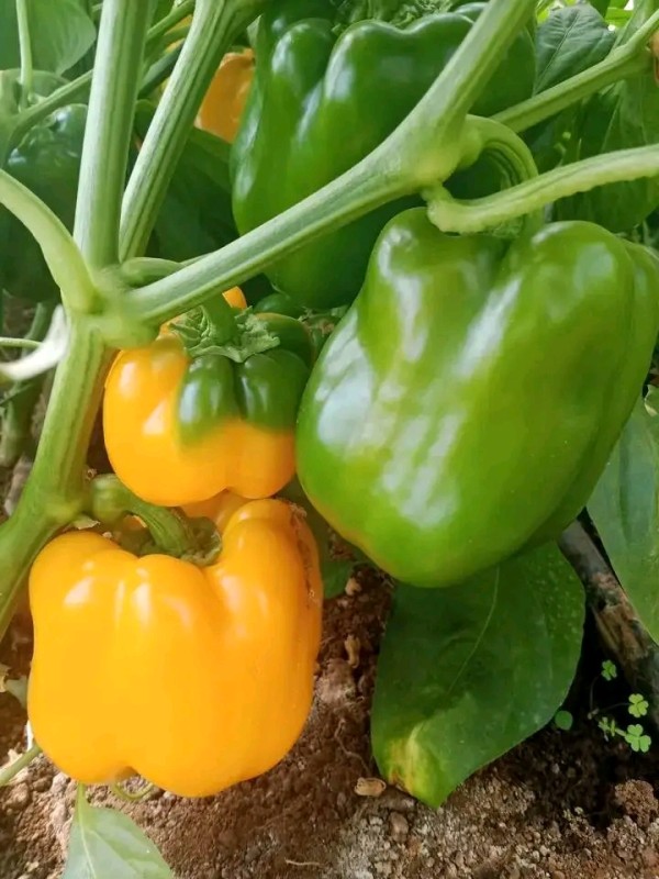 Capsicum from Kenya