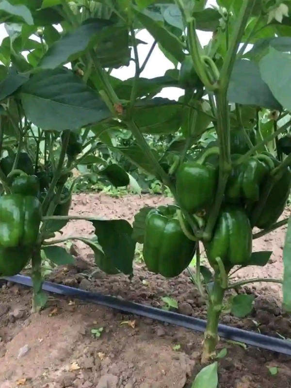 Green fresh capsicum from Kenya