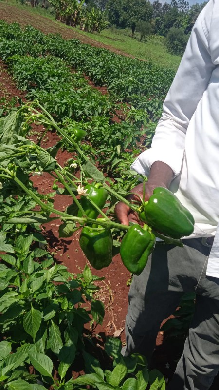 Green capsicum from Kenya