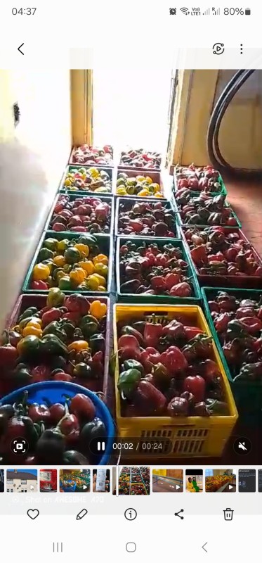 Red and yellow capsicum from Kenya