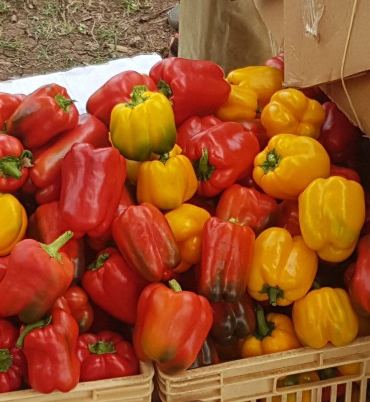 Coloured capsicum from Kenya