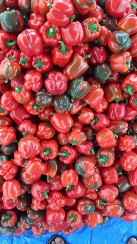 Red capsicum from Kenya