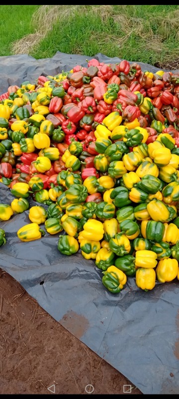 Capsicums from Kenya