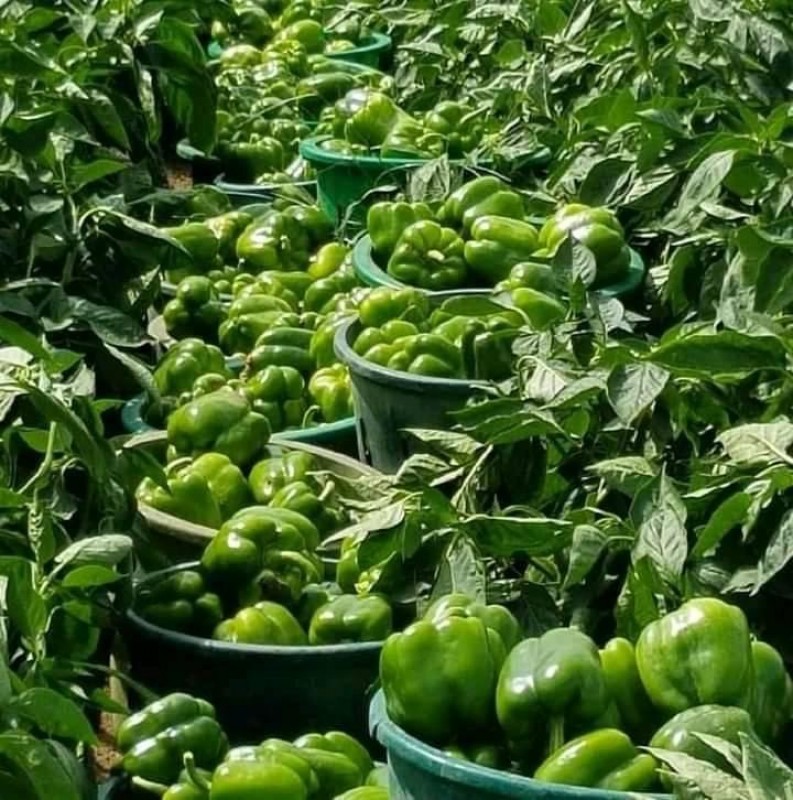 Capsicum from Kenya
