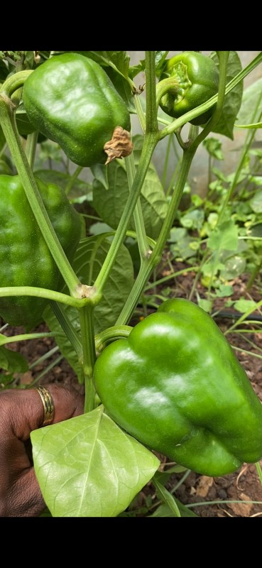 Red and Yellow Capsicum from Kenya