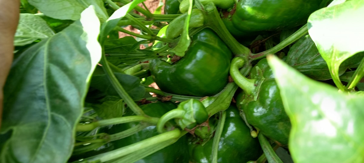 Green capsicum from Kenya