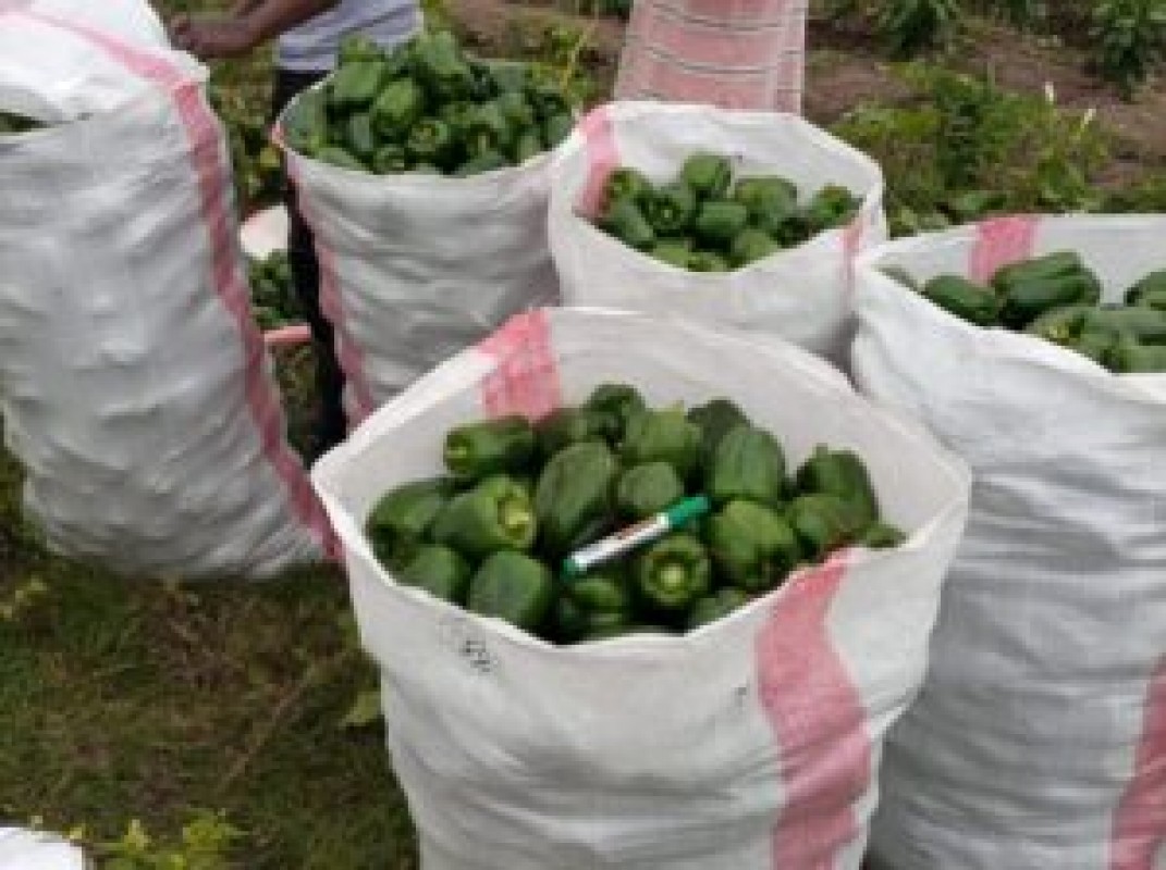 Capsicum from Kenya