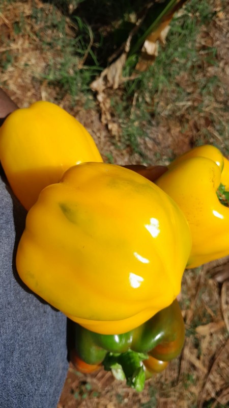 Yellow and Red Sweet peppers from Kenya