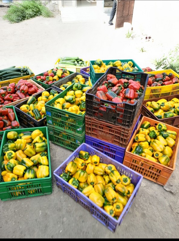 Coloured capsicums from Kenya
