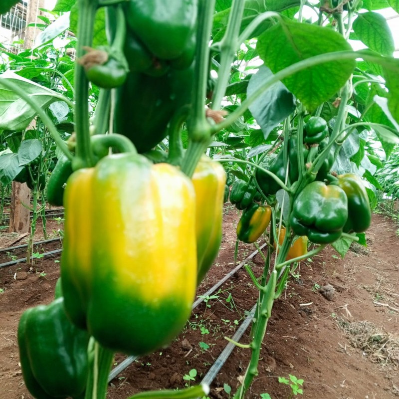 Hoho (Capsicum) from Kenya