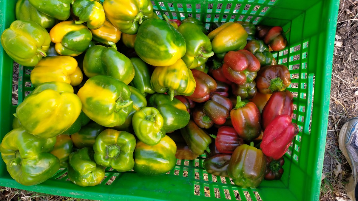 Bell Capsicum from Kenya