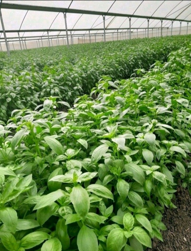 Basil from Kenya