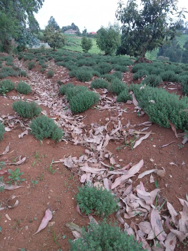 THYME from Kenya