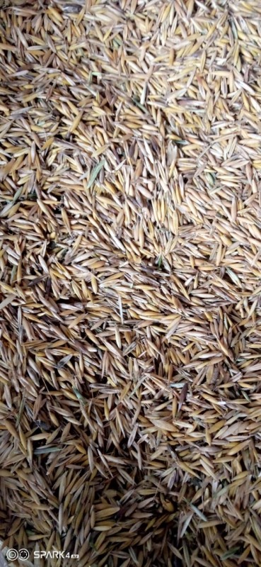Oats from Kenya